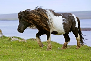 Piebald Shetland Pony - magnificent leading stud of wild pony herd Piebald Shetland Pony - magnificent leading stud of wild pony herd