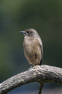 Pied Bushchat / Pied Bush Chat - Female, perched on branch Pied Bushchat / Pied Bush Chat - Female, perched on branch
