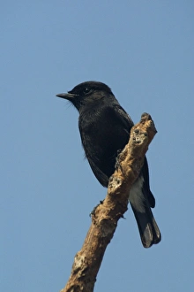 Pied Bushchat / Pied Bush Chat- Male perched on branch Pied Bushchat / Pied Bush Chat- Male perched on branch