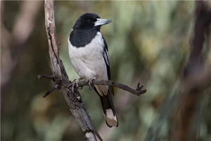 Northern Gallery: Pied Butcherbird - On a dead branch - Alice Springs