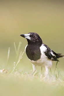 Pied Butcherbird - Groundlevel image Pied Butcherbird - Groundlevel image