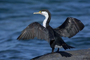 Pied Shag - sitting on a rock with spread wings to dry them in the sun Pied Shag - sitting on a rock with spread wings to dry them in the sun