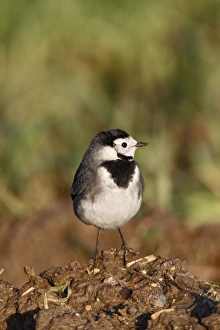 Pied Wagtail - on muck heap looking for flies Pied Wagtail - on muck heap looking for flies
