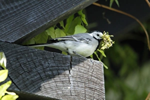 Pied / White Wagtail - perched on roof eave - with nest material in beak Pied / White Wagtail - perched on roof eave - with nest material in beak