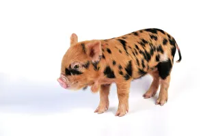 Pig - 1 week old Kune Kune piglet Pig - 1 week old Kune Kune piglet