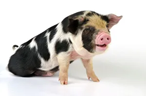 Pig - 2 week old Kune Kune piglet Pig - 2 week old Kune Kune piglet