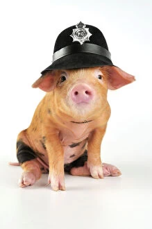 Clothes Collection: Pig - 2 week old Oxford sandy & black piglet wearing a police helmet