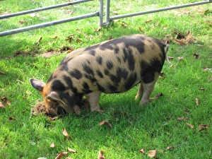 Pig - ancient breed Pig - ancient breed