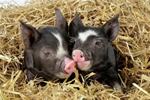 Affection Collection: Pig - Berkshire piglet in straw