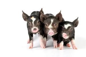 Pig - Berkshire piglets Pig - Berkshire piglets