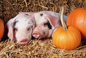 PIG - two Gloucester Old Spot PIGLETS with pumpkins