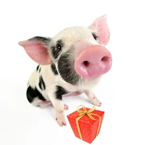 Pig. Kune Kune cross Gloucester Old Spot piglet with present Pig. Kune Kune cross Gloucester Old Spot piglet with present
