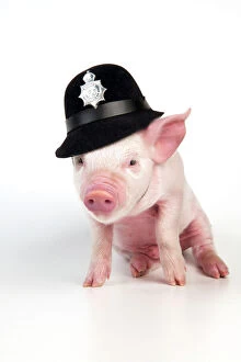 PIG - Piglet sitting wearing a police hat