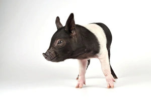 Pig - Saddleback cross piglet Pig - Saddleback cross piglet
