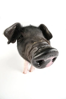 Pig. Saddleback piglet on white background Pig. Saddleback piglet on white background