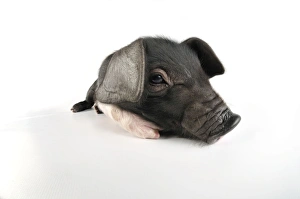 Pig. Saddleback on white background Pig. Saddleback on white background