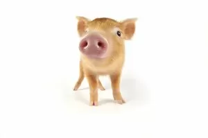 Pig. Tamworth piglet on white background