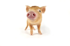 Pig. Tamworth piglet on white background Pig. Tamworth piglet on white background