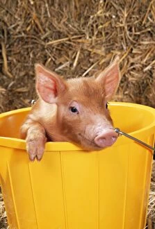 PIG - Tamworth Piglet in yellow bucket