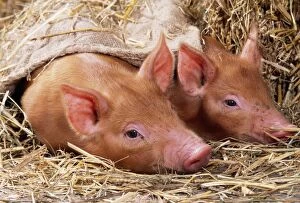 PIG - two Tamworth piglets lying on straw