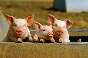PIGS - piglets x three peering over wall
