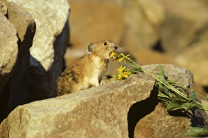 Pika / Cony - about to eat groundsel flower Pika / Cony - about to eat groundsel flower