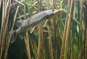 Images Dated 23rd December 2004: Pike - side view in reeds Bedfordshire UK