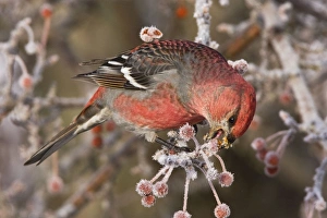 Pine Grosbeak - adult male in winter eating berries Pine Grosbeak - adult male in winter eating berries
