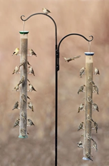 Pine Siskin with American Goldfinch - at bird feeder in winte Pine Siskin with American Goldfinch - at bird feeder in winte