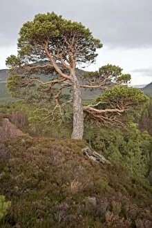 Conifers Gallery: Pine Tree
