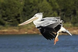Images Dated 3rd January 2005: Pink-backed Pelican - in flight. Captive