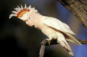 Pink Cockatoo - Upswept crest whitish when folded and when spread shows bands of scarlet Pink Cockatoo - Upswept crest whitish when folded and when spread shows bands of scarlet