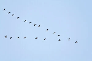 Flock Collection: Pink-footed Geese flying in a V formation. Norfolk. UK