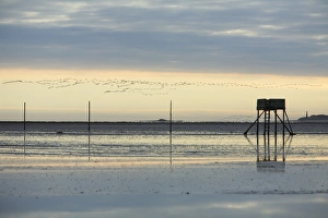 Pink-footed Geese - skein flying over mudflats of Lindisfarne National Nature Reserve in Pink-footed Geese - skein flying over mudflats of Lindisfarne National Nature Reserve in