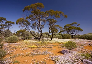 Pink Velleia - and other spring everlastings in masses, below Eucalyptus trees Pink Velleia - and other spring everlastings in masses, below Eucalyptus trees