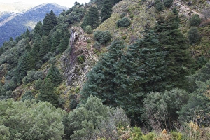 Pinsapar Fir - on mountain slopes Pinsapar Fir - on mountain slopes