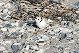 Piping Plover- nest with eggs