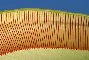 Pitcher Plant - the top of the pitcher are covered with downward facing hairs meant to Pitcher Plant - the top of the pitcher are covered with downward facing hairs meant to