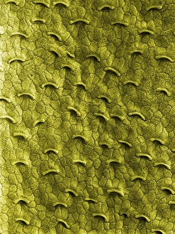 Pitcher Plant - the smooth and slippery surface of the upper part of the pitcher prevents Pitcher Plant - the smooth and slippery surface of the upper part of the pitcher prevents