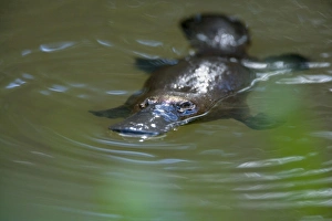 Platypus - adult floating on the surface of a river grinding up food which was collected Platypus - adult floating on the surface of a river grinding up food which was collected