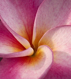 Images Dated 25th February 2004: Detail of a plumeria flower at Molokai Plumerias