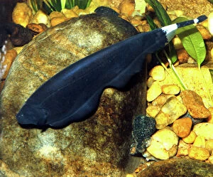 PM-10223 Black Ghost-knife fish, electric fish found in shallow fast flowing waters in South America