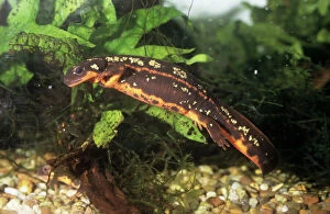 PM-9557 Gold Dust / Sword-Tailed NEWT