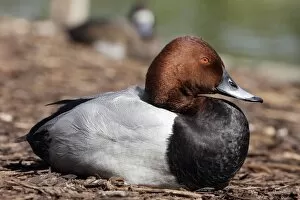 Images Dated 5th May 2005: Pochard. Male