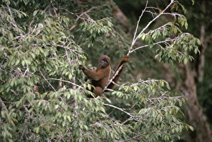 Poeppigs Woolly Monkey / Brown Woolly Monkey / Lowland Woolly Monkey - in canopy branches Poeppigs Woolly Monkey / Brown Woolly Monkey / Lowland Woolly Monkey - in canopy branches