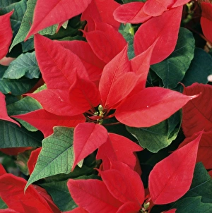 Poinsettia / Christmas Flower Poinsettia / Christmas Flower