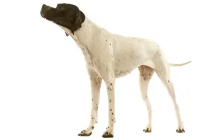 Pet Photography Services Prints: Pointer - in studio