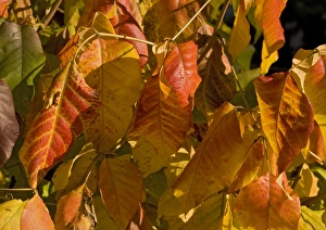 Poison ivy showing autumn colour Poison ivy showing autumn colour