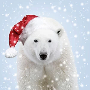 Polar Gallery: Polar Bear