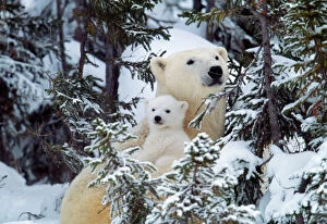 Woodland Collection: Polar Bear - with babies Canada